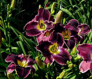 Mary Lightfine (Norris, R., 2002)